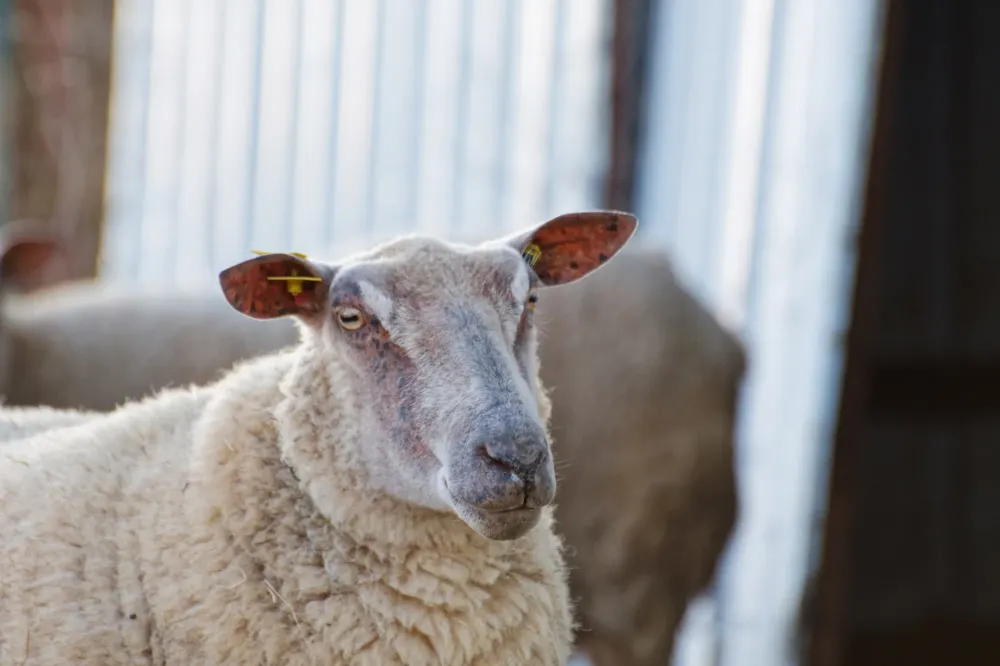 Fromage de brebis fermier à Orègue